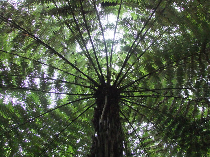 Giant Tree Fern Canopy