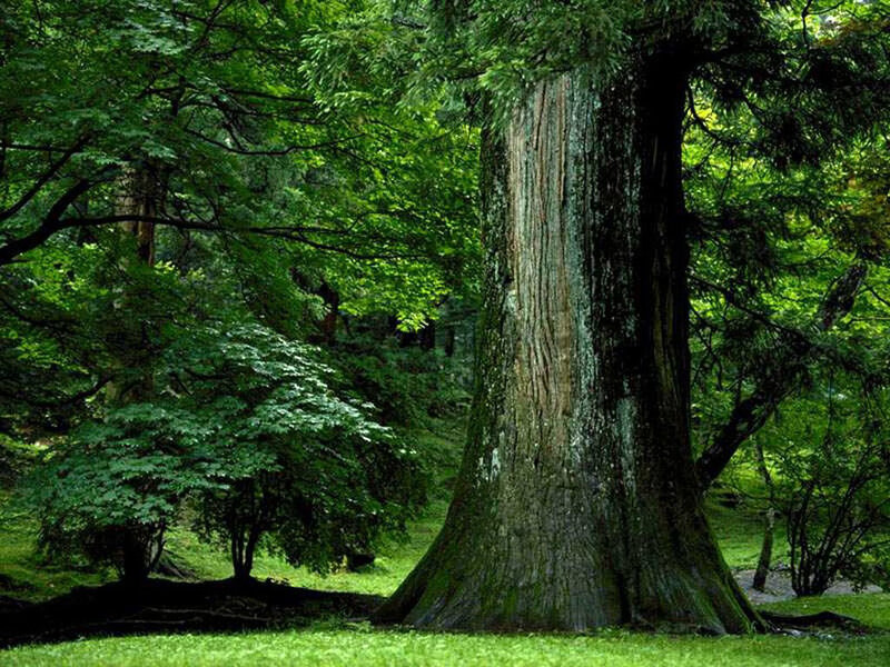 Giant Tree in Forest — Green, Serene, Afternoon, Photograph