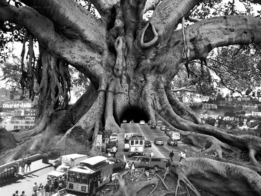 Giant tree with tunnel road
