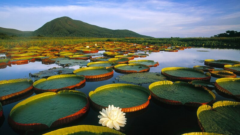 Giant Water Lilies — Green, Serene