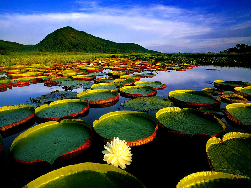 Giant Water Lilies — Green