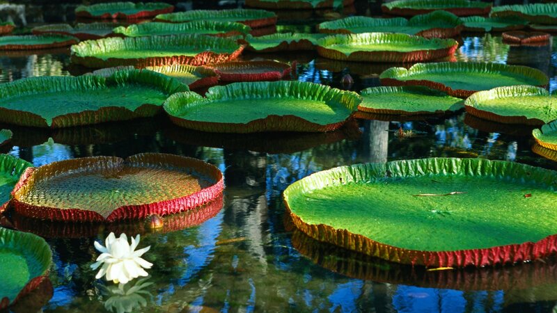 Giant water lilies in a pond