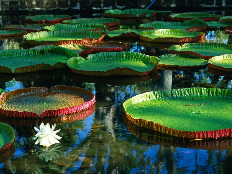 Giant water lilies in a pond