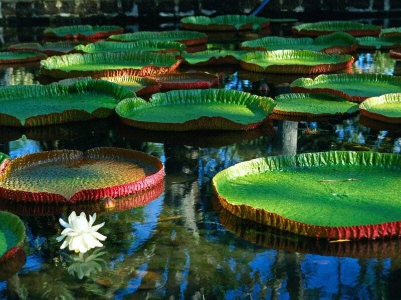 Giant water lilies in a pond