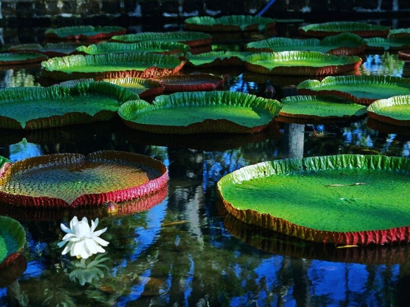 Giant water lilies in a pond