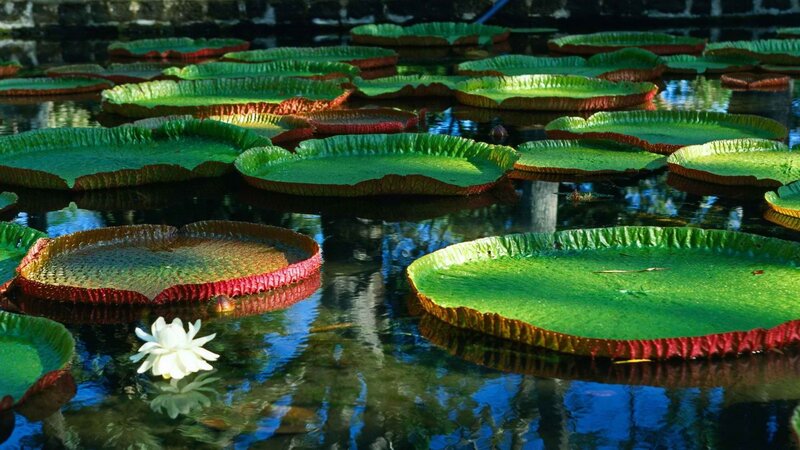 Giant water lilies in a pond