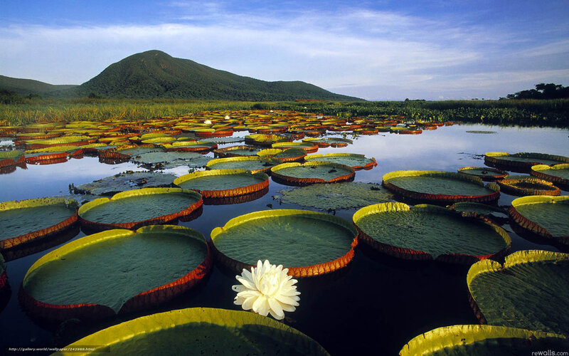 Giant water lilies in a tropical swamp