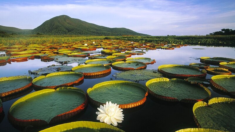 Giant Water Lilies