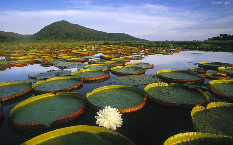 Giant Water Lily Flower — Green