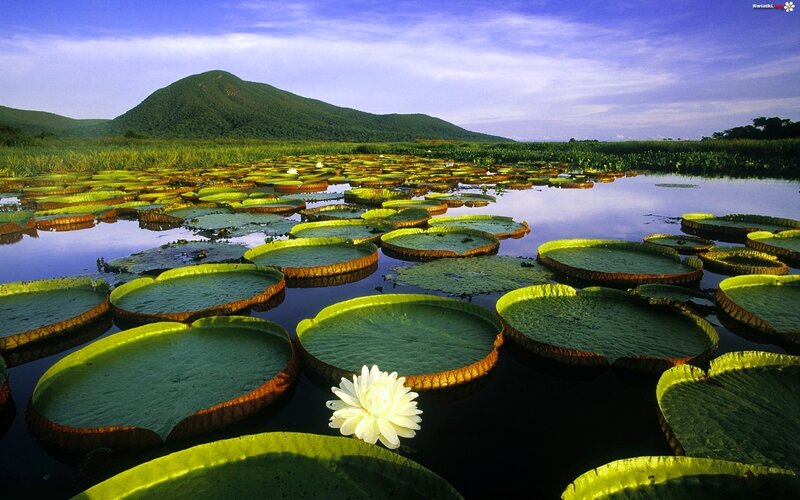 Giant Water Lily Flower