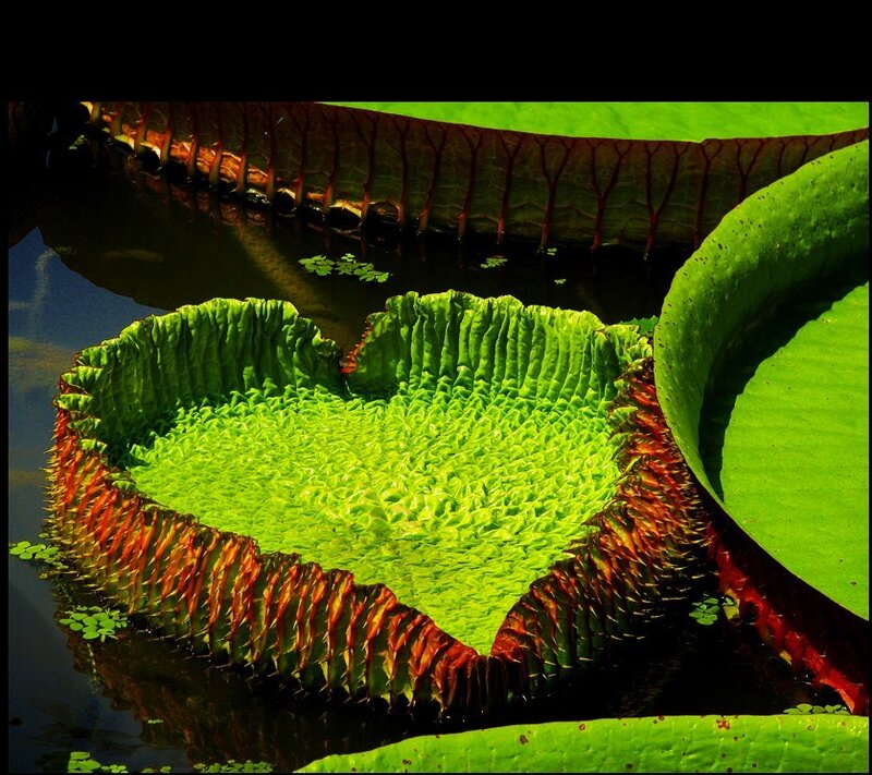 Giant water lily leaf close-up