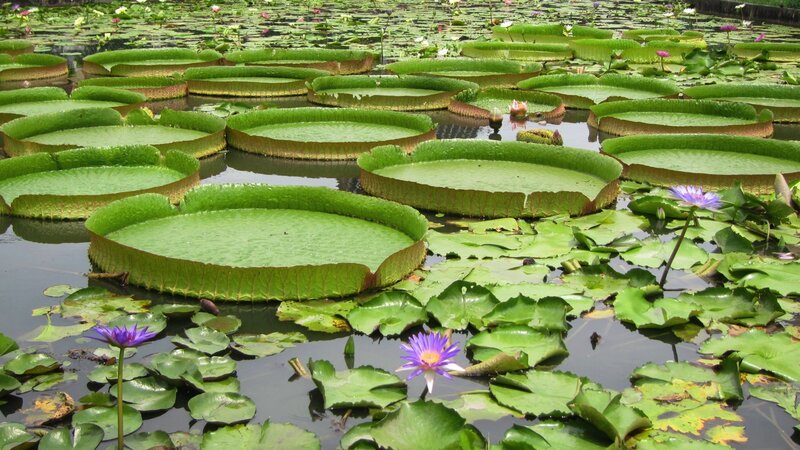 Giant Water Lily Pads — Green, Serene, Afternoon, Photograph