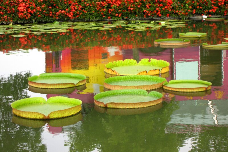 Giant Water Lily Pads — Green, Serene