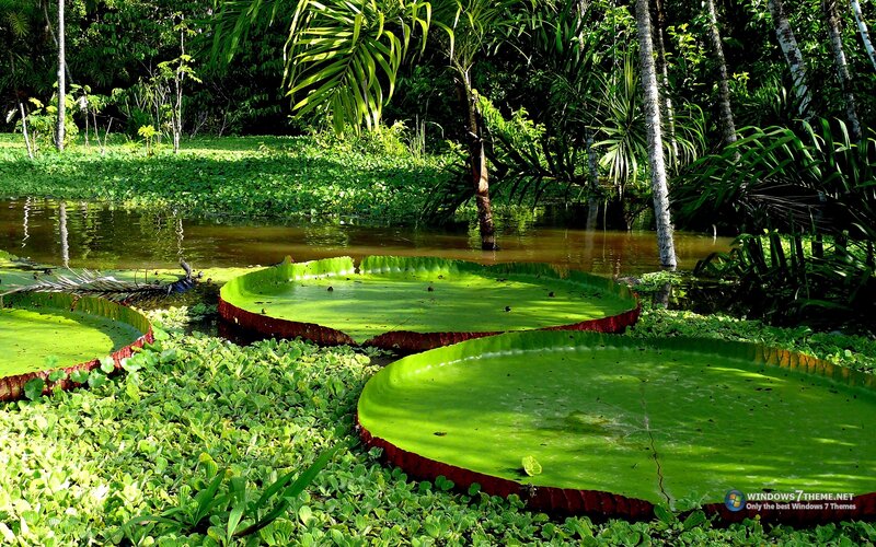 Giant Water Lily Pads — Green
