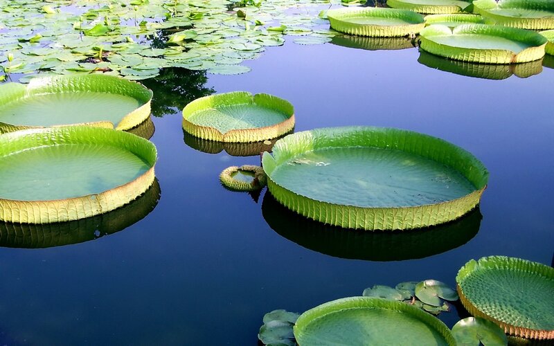 giant water lily pads on calm pond
