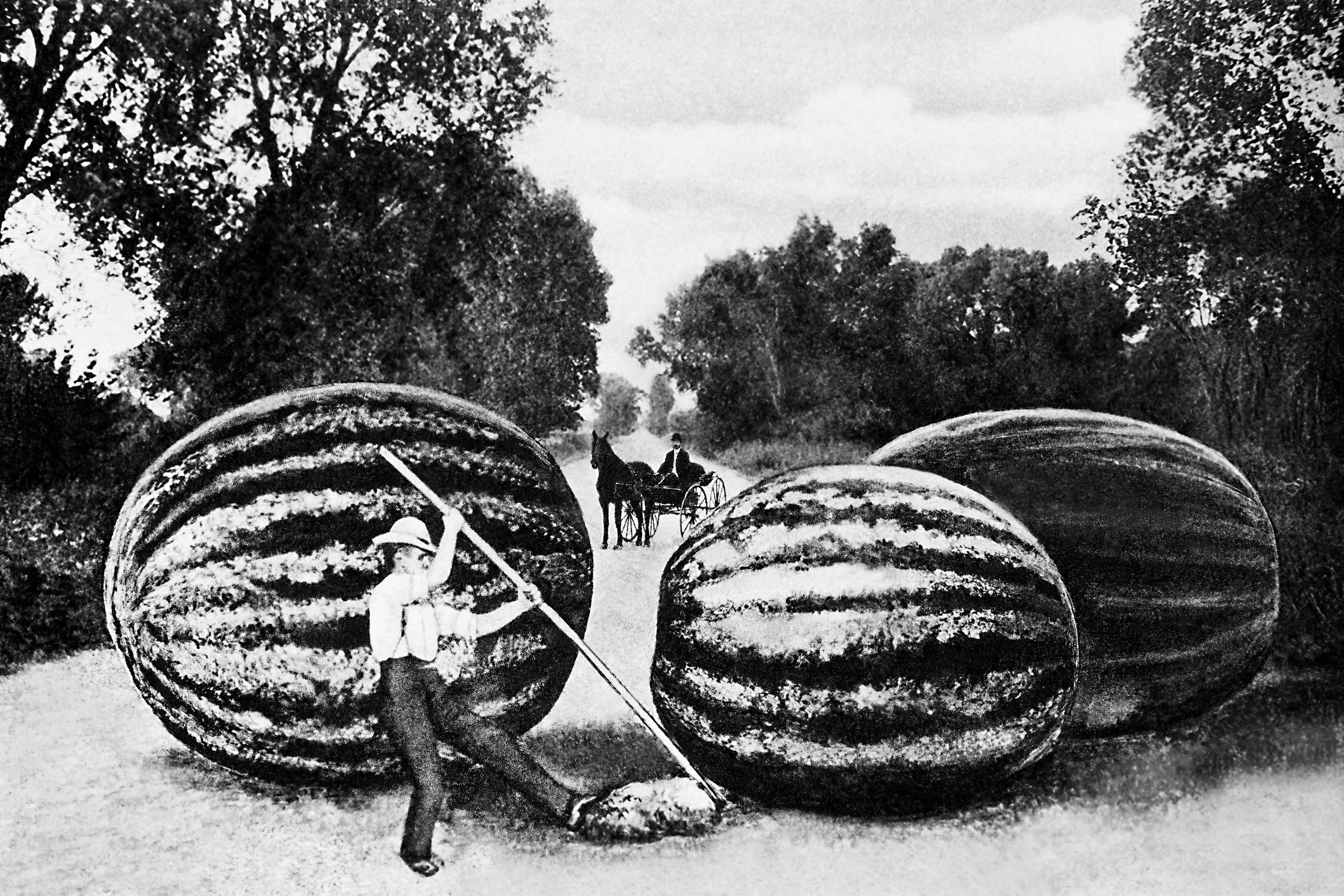 giant watermelons on a road