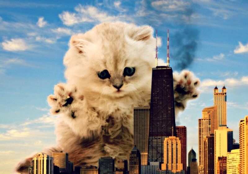 Giant White Kitten