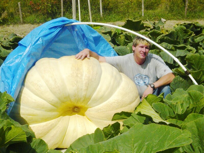 Giant White Pumpkin