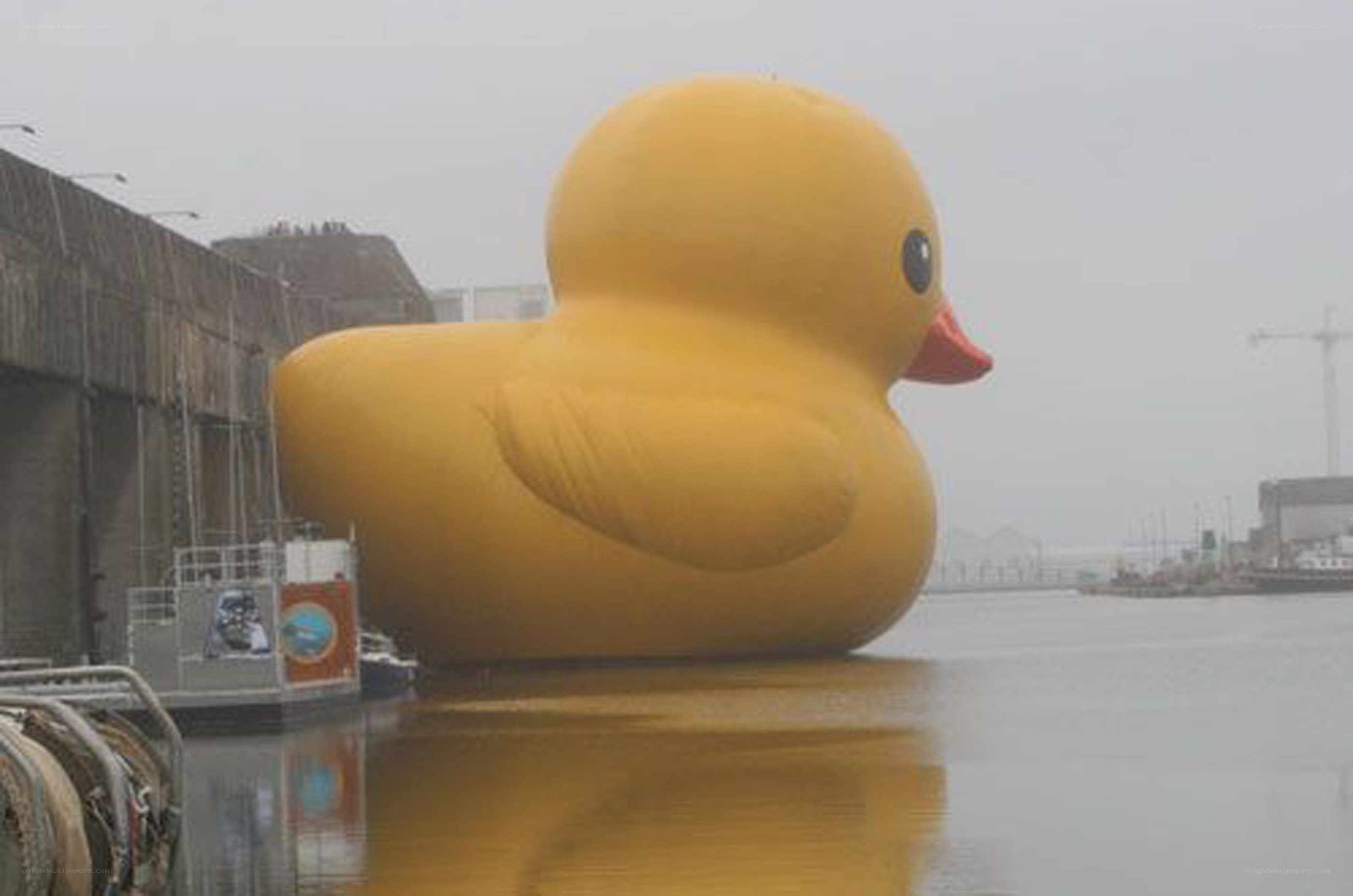 giant yellow rubber duck
