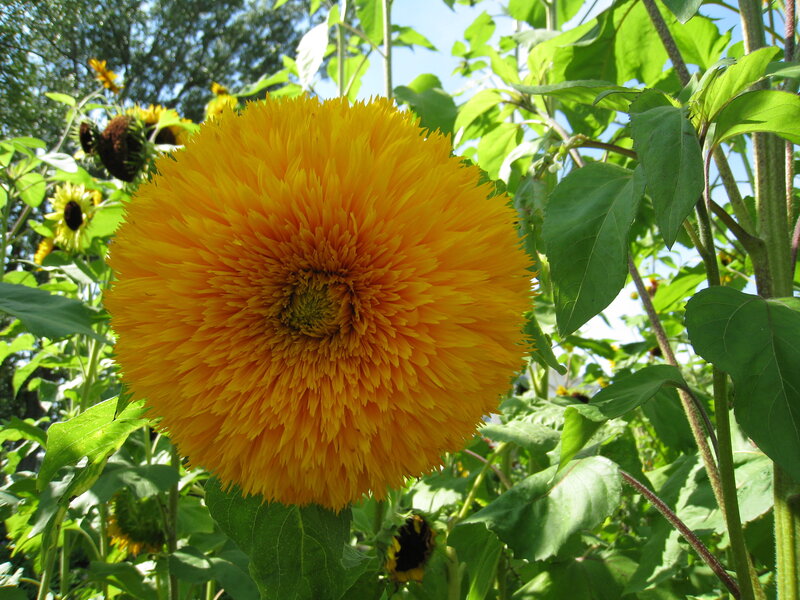Giant Yellow Sunflower