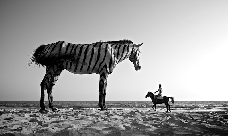 Giant Zebra on Beach