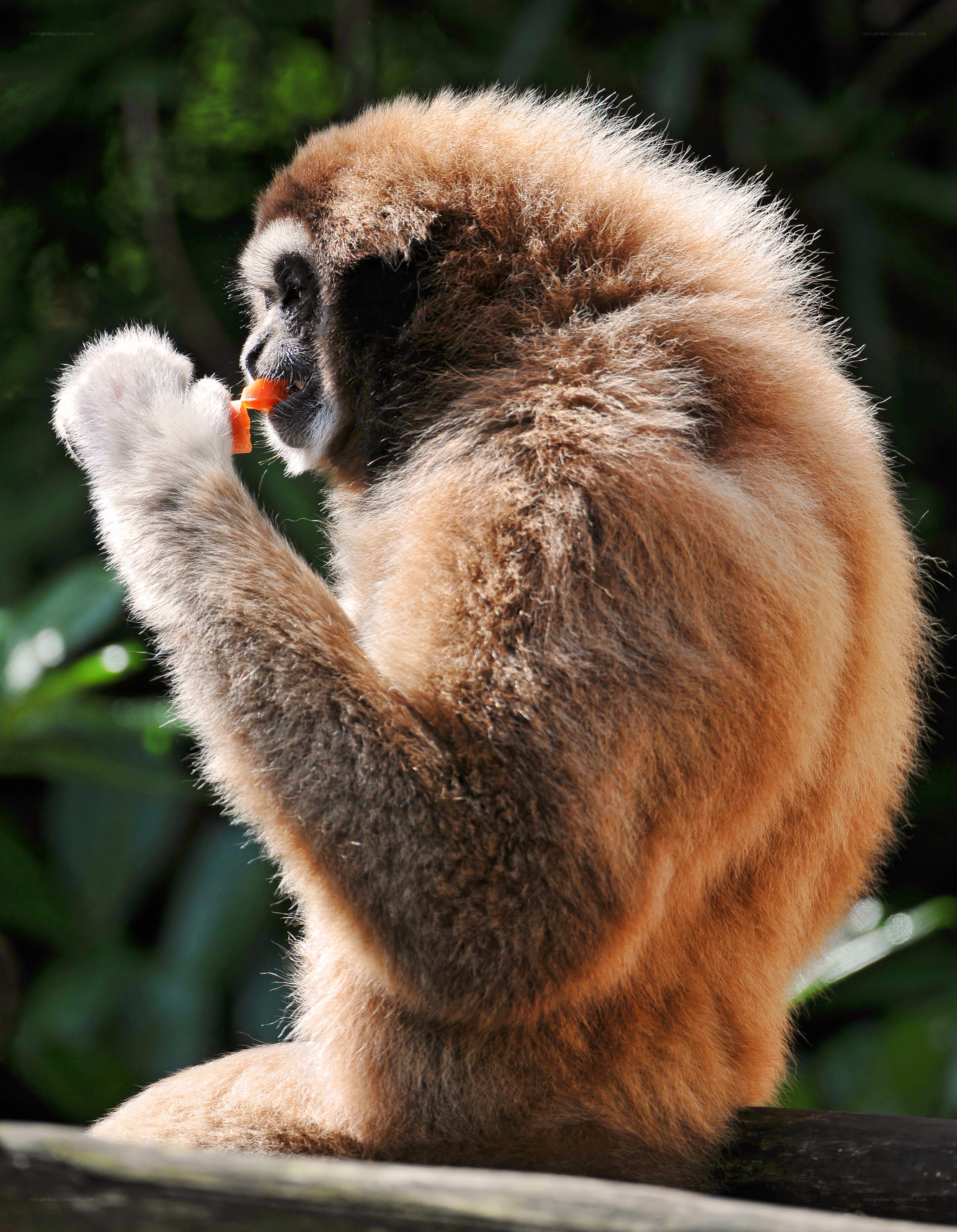 gibbon eating a carrot