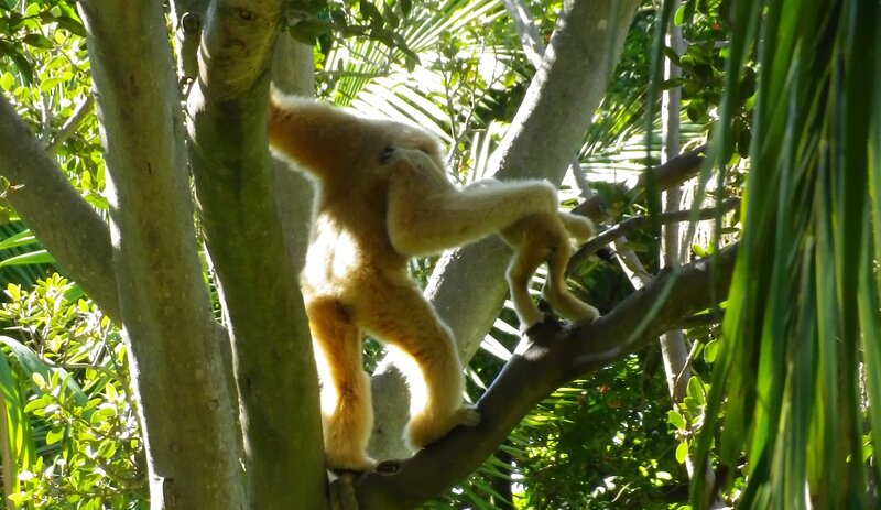 Gibbon in Tree