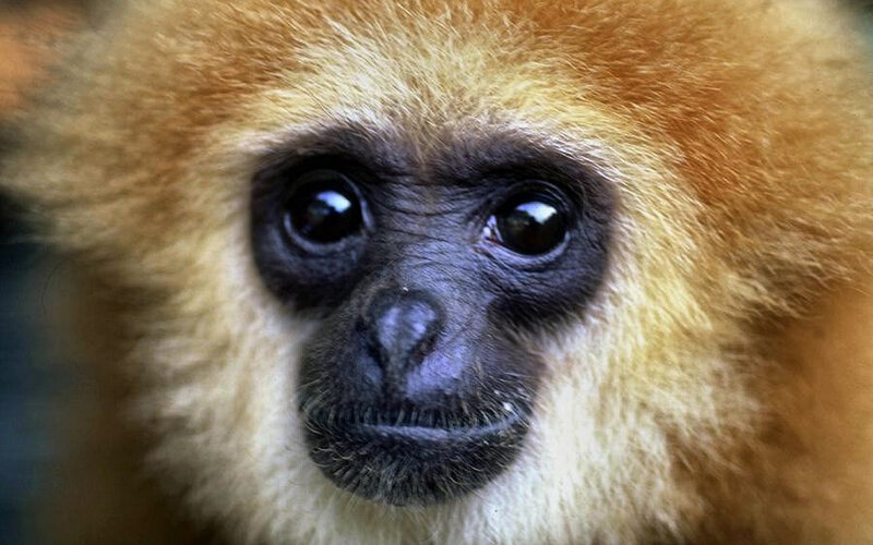 Gibbon Monkey Face