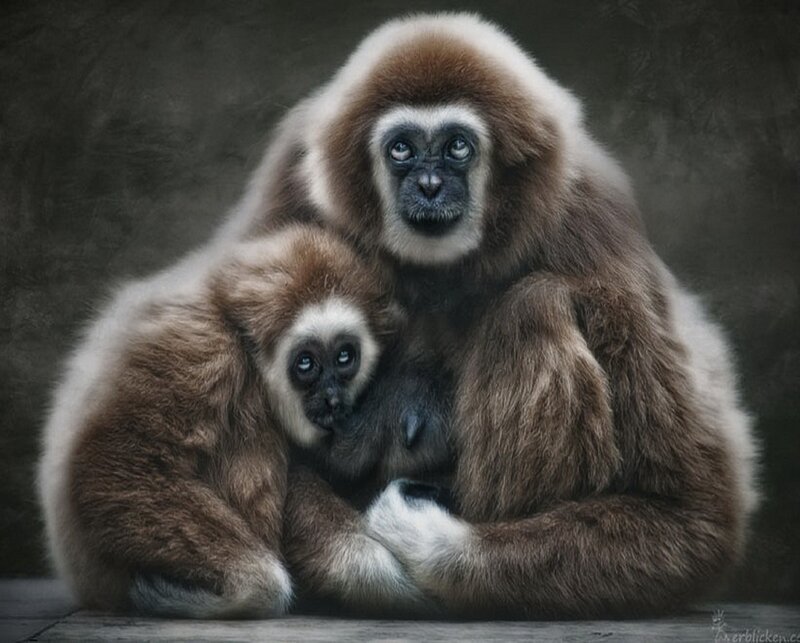 Gibbon mother and baby