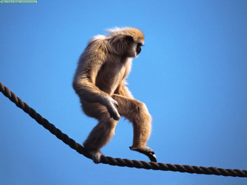 Gibbon on a rope