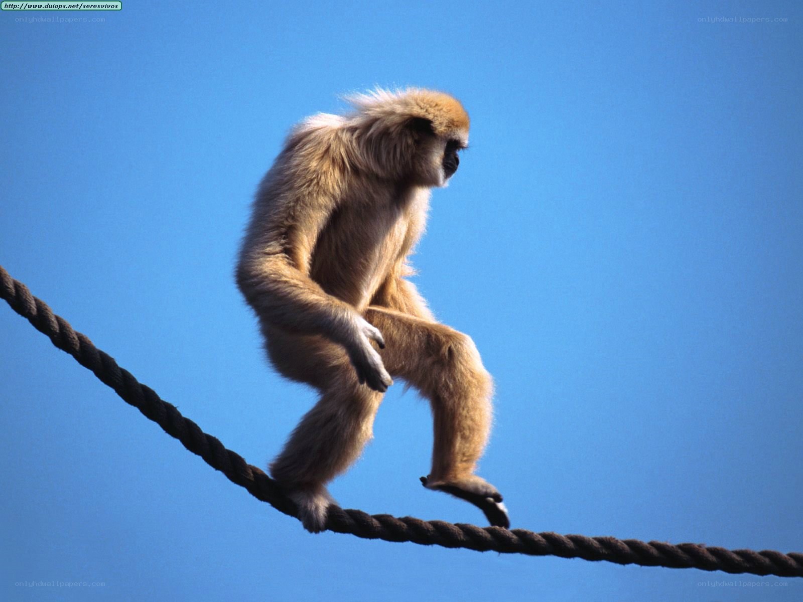 Gibbon on a rope