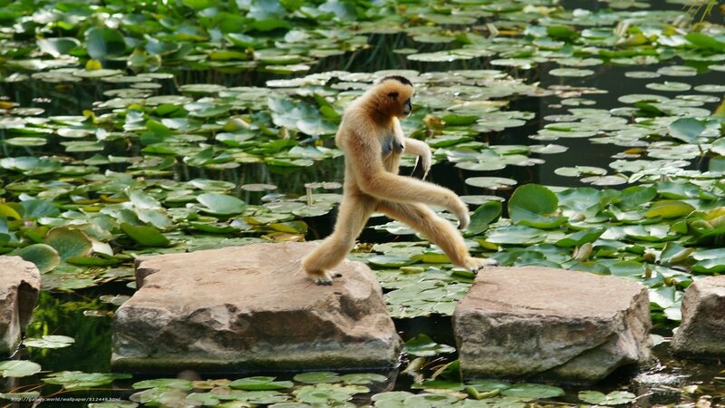 gibbon on a stone path