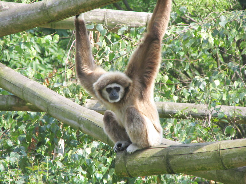 Gibbon on Bamboo