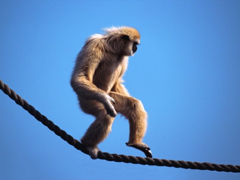 Gibbon on Rope