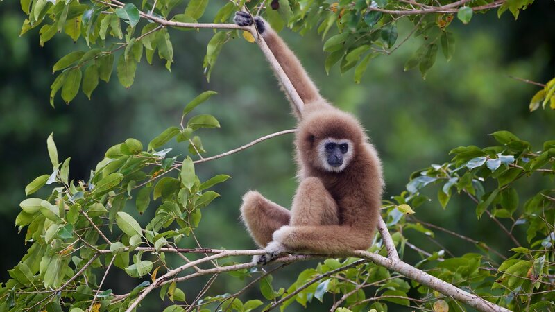 Gibbon on Tree Branch