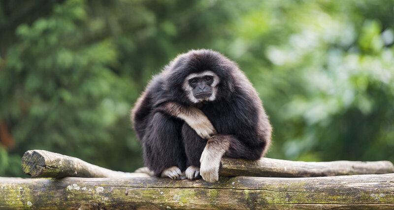 Gibbon on Wooden Log