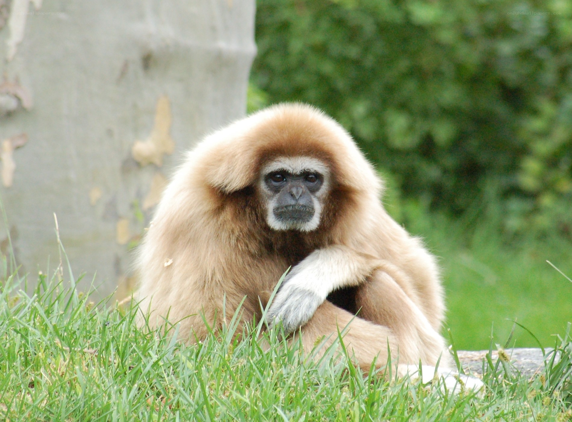 gibbon sitting in grass