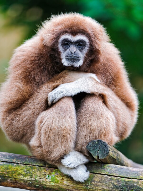 Gibbon sitting on a log