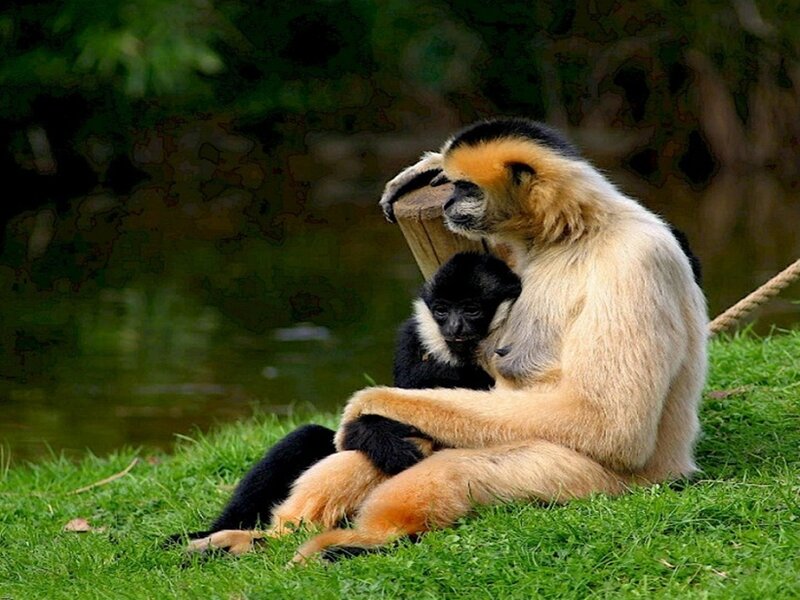 Gibbon with baby on grass