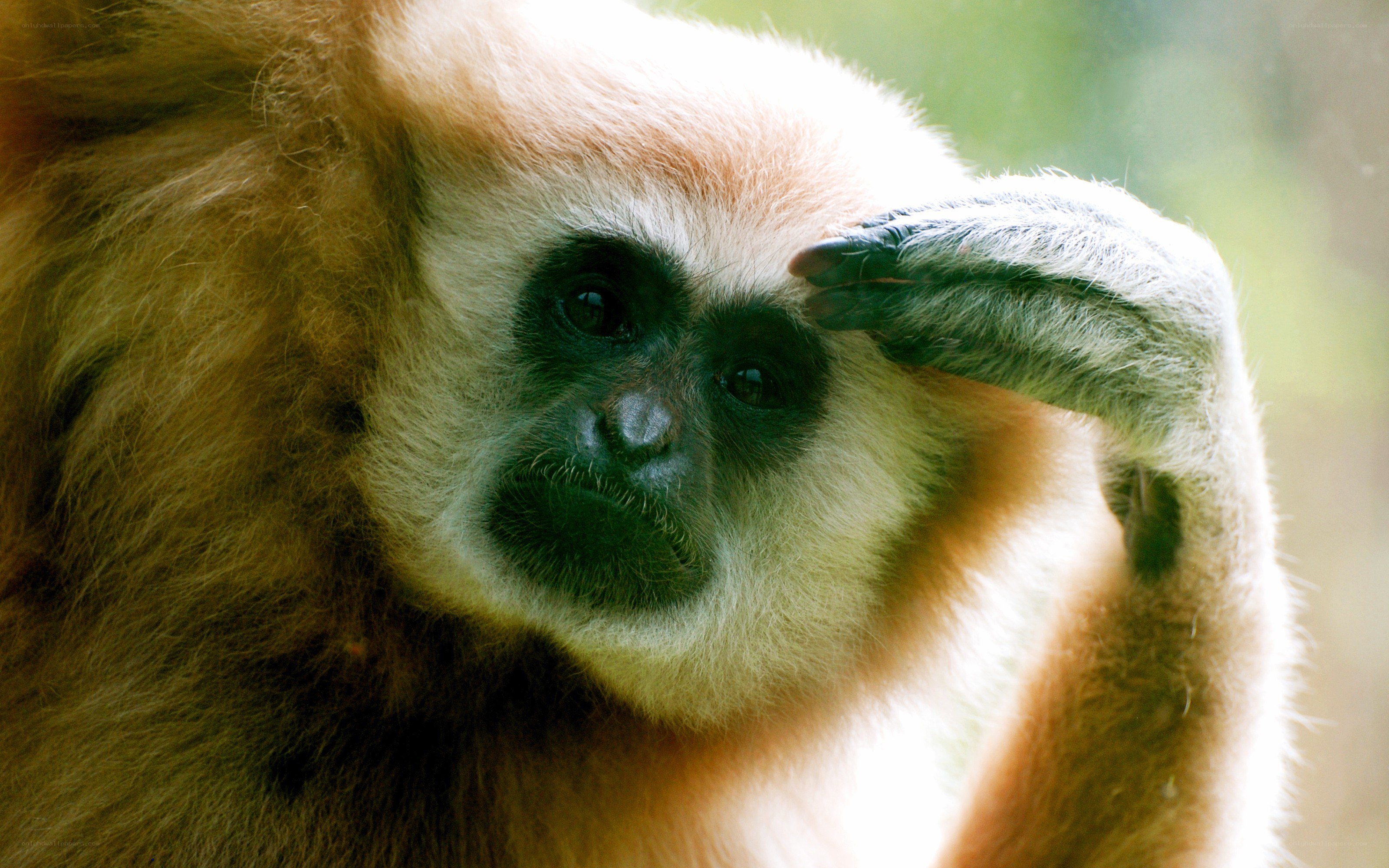 gibbon with hand on forehead