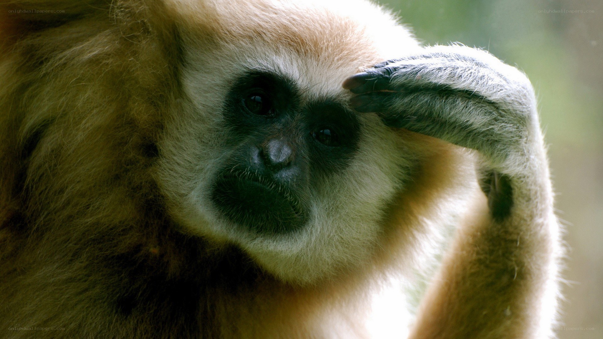 gibbon with hand on forehead