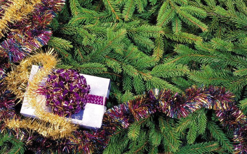 Gift Box on Pine Branches