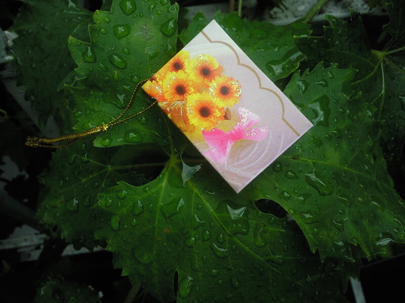gift card on wet leaf