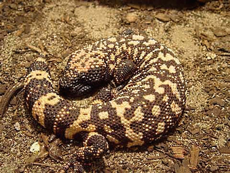 Gila Monster Coiled on Ground