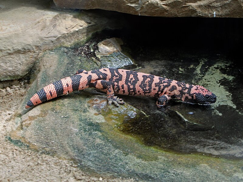 Gila Monster on Rock