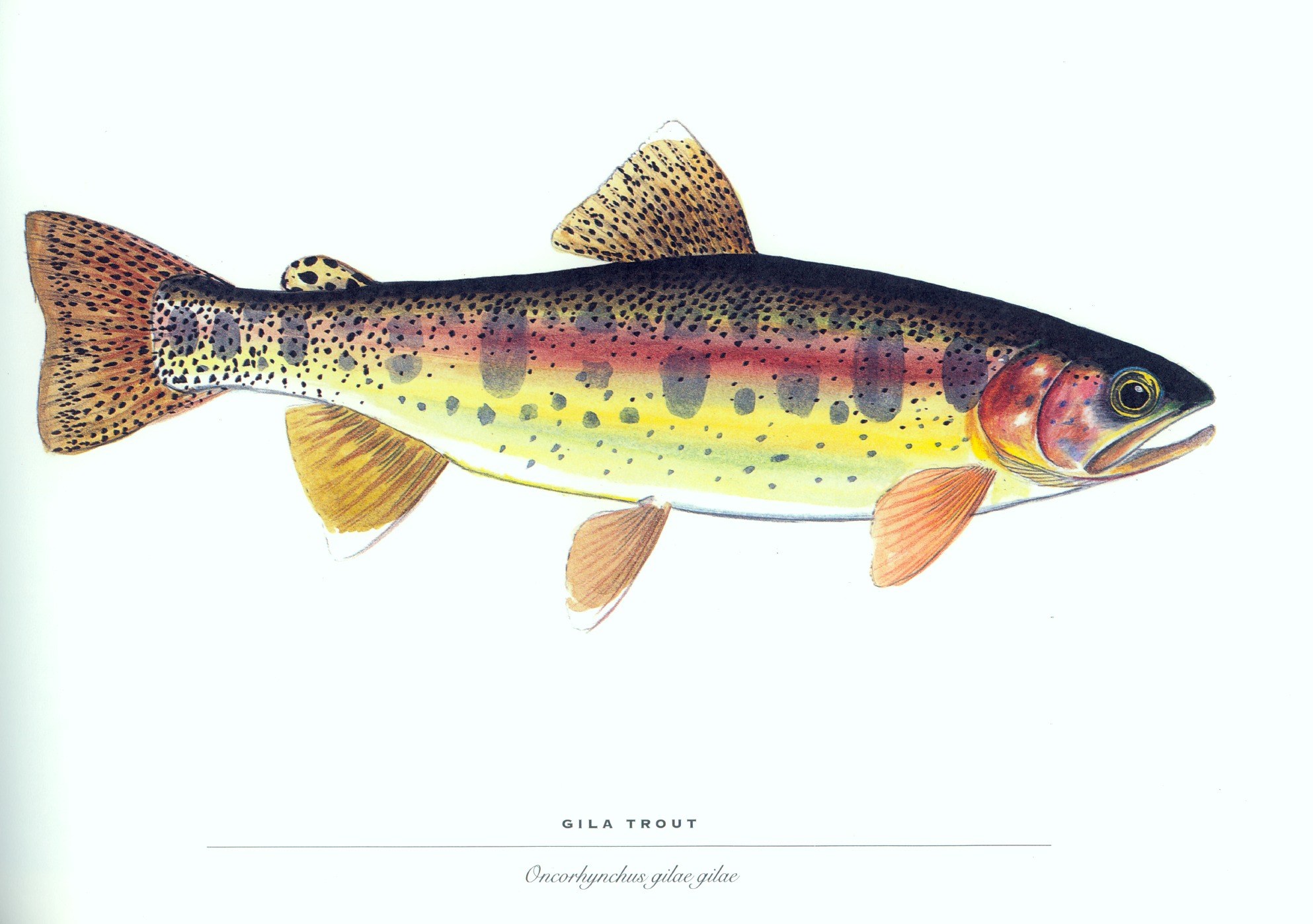 Gila Trout illustration