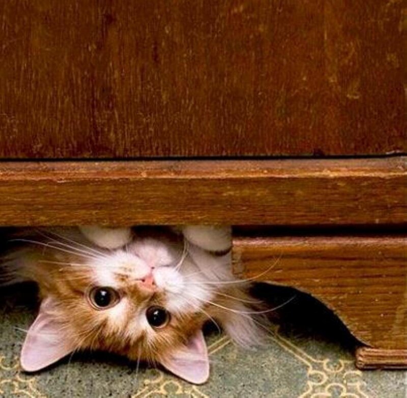 Ginger and White Cat — Brown, Curious
