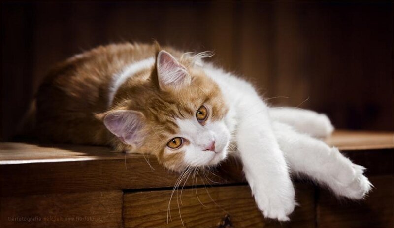 Ginger and White Cat — Brown