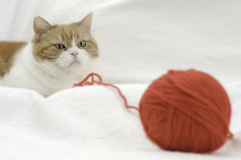 Ginger and White Cat — Calm, Photograph