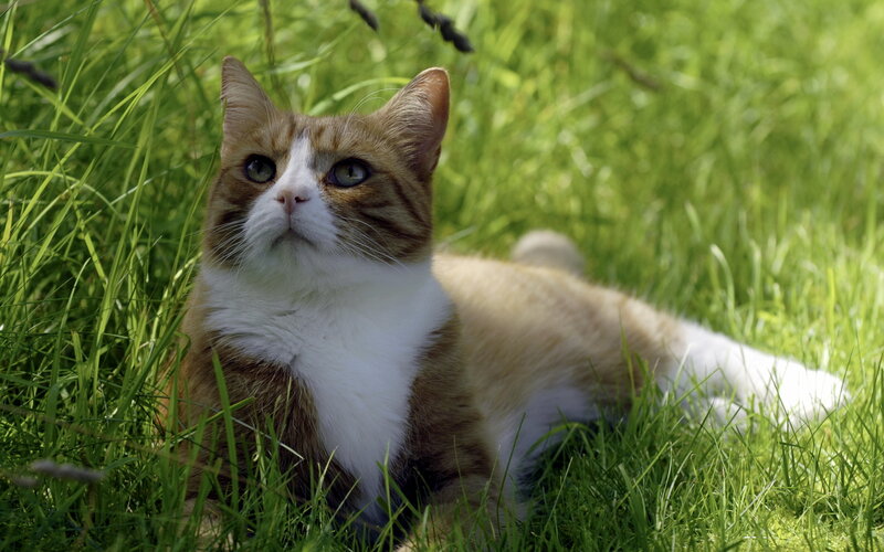 Ginger and White Cat — Green, Calm